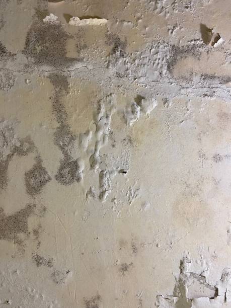 Best Same-Day Mold Removal  in Sweet Springs, MO