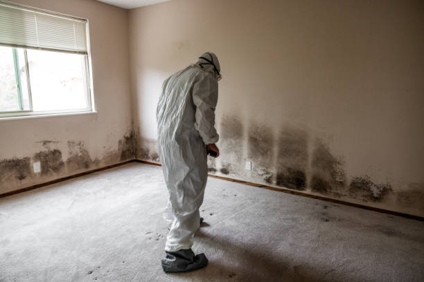 Mold Removal Process in Sweet Springs, MO