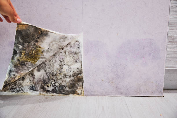 Best Office Mold Removal Services  in Sweet Springs, MO